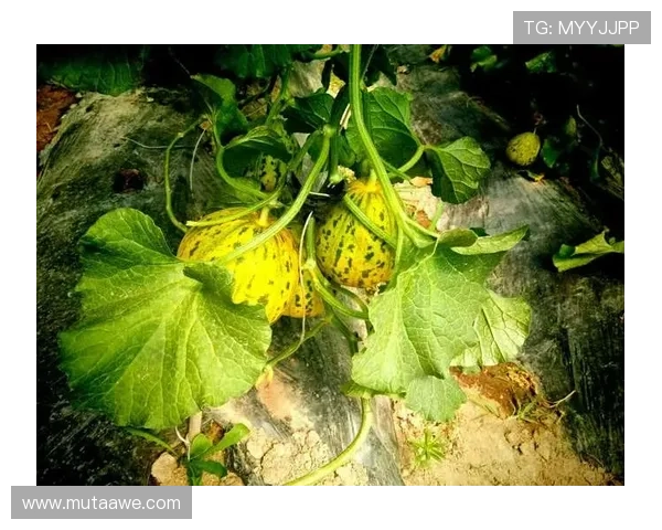 搏天堂918积极响应国家政策推动绿色健康博彩新趋势